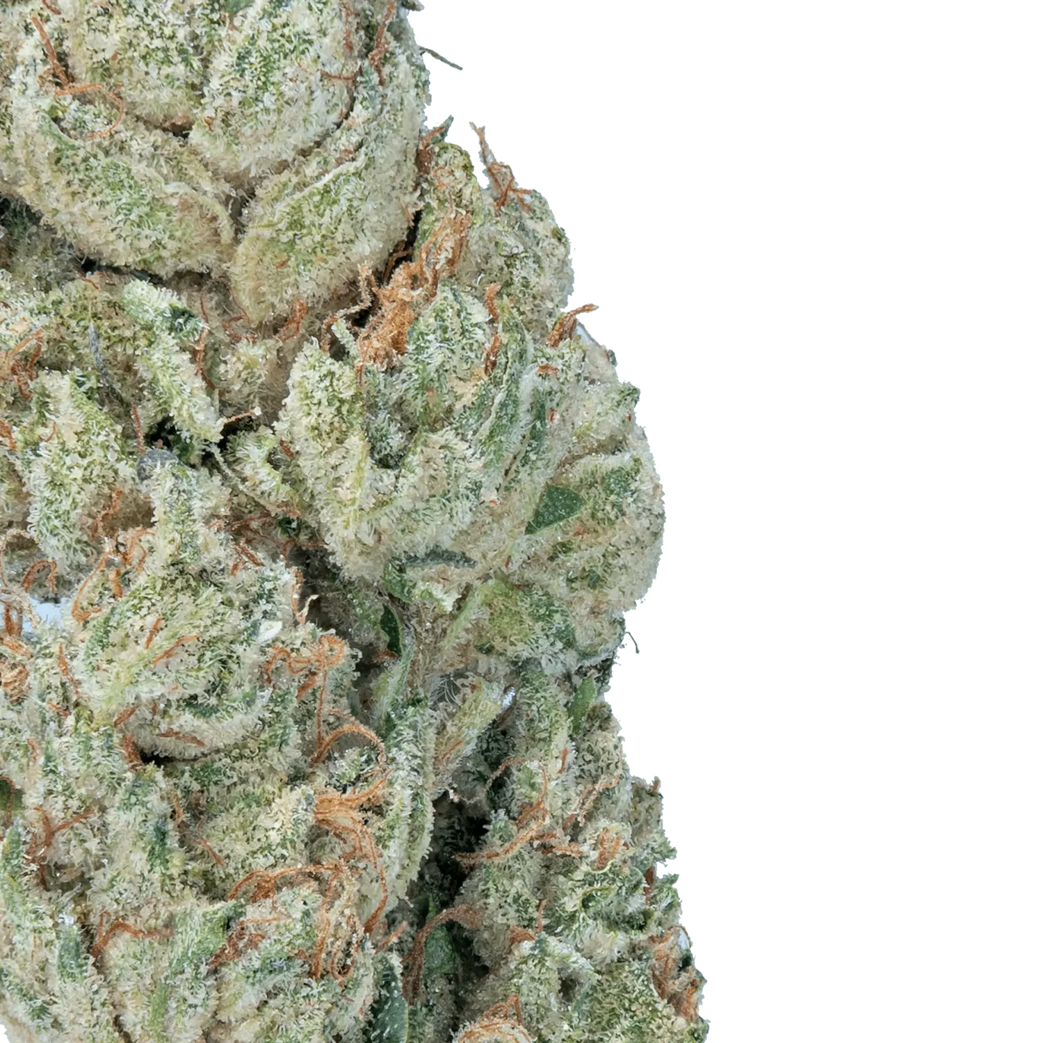 LOWEZ Wedding Crasher - Image 2