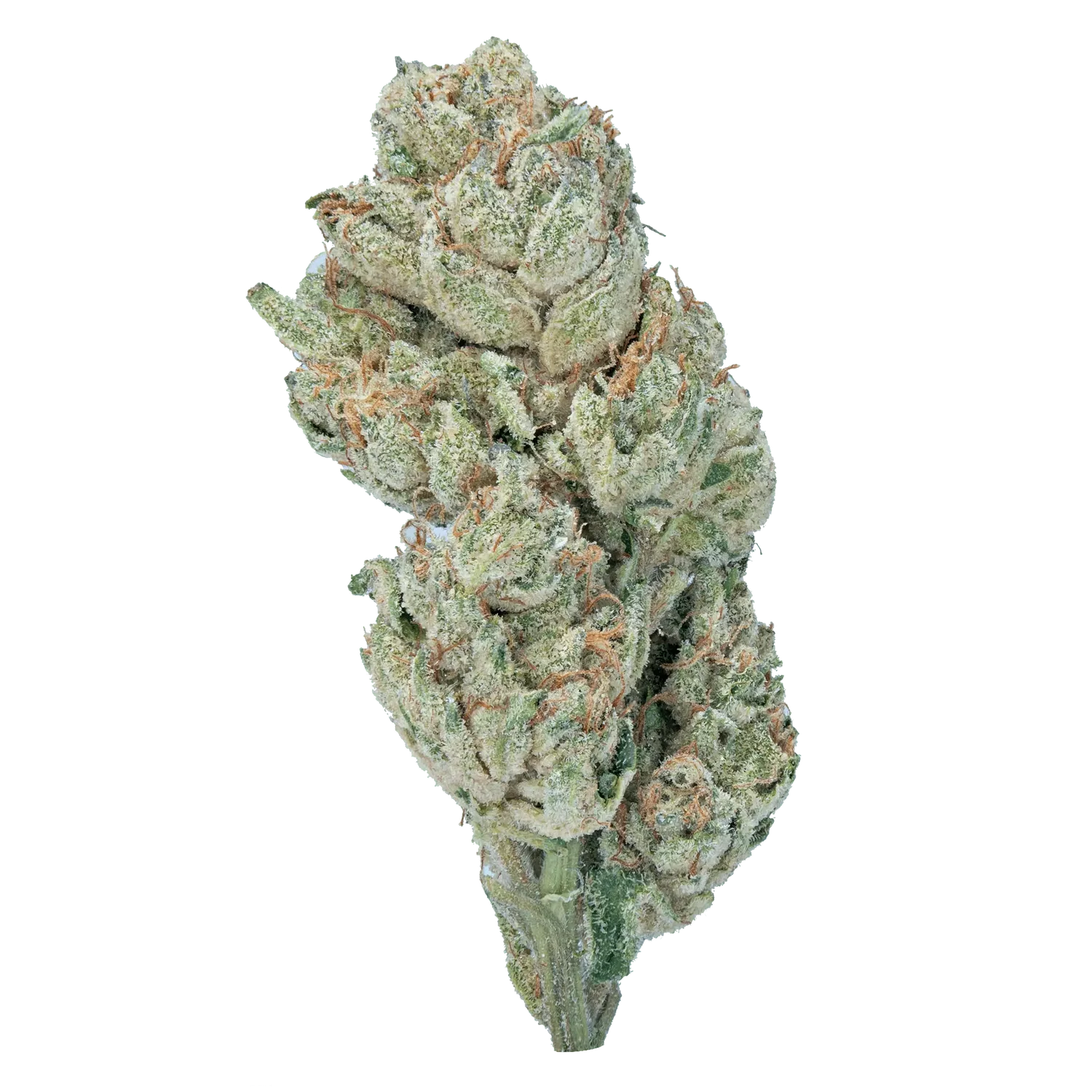 LOWEZ Wedding Crasher