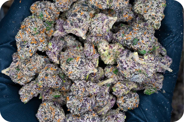 Best Cannabis Deals Online |